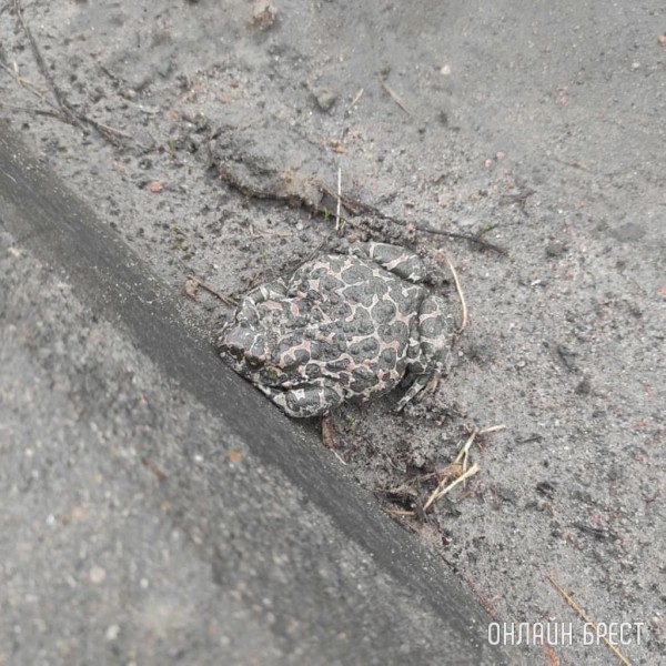 Кто это? Фото сделано сегодня в Бресте
Кто это? Фото сделано сегодня в Бресте