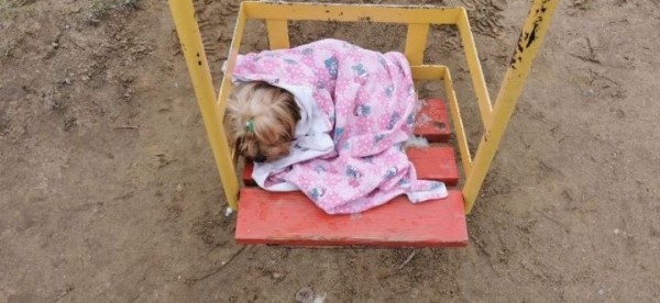 На Брестчине сотрудники МЧС спасли собаку На Брестчине сотрудники МЧС спасли собаку