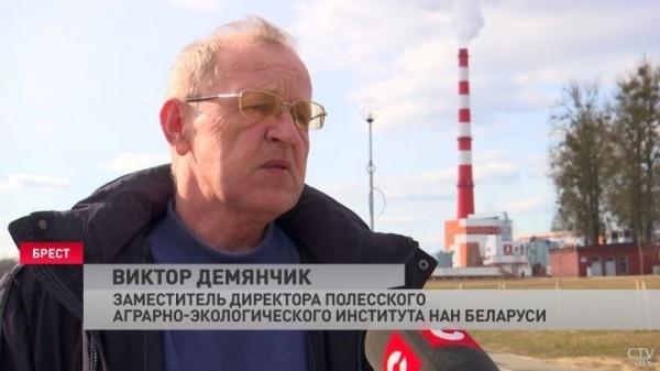Самая быстрая и редкая птица планеты поселилась в Бресте. Заметили сразу три особи сокола сапсана
