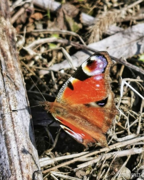 
                Весна пришла! Фото сделаны в Бресте
            