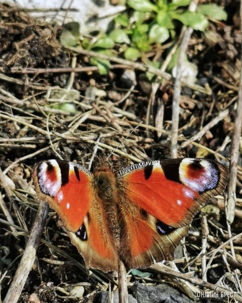 
                Весна пришла! Фото сделаны в Бресте
            