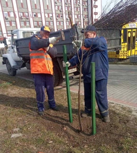 В Бресте продолжается работа по озеленению города