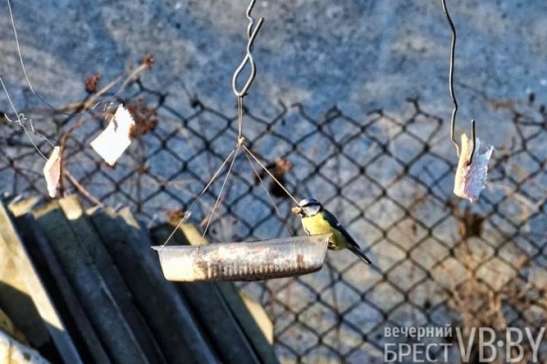 В «родовом гнезде» брестчанок собрался целый заповедник птиц