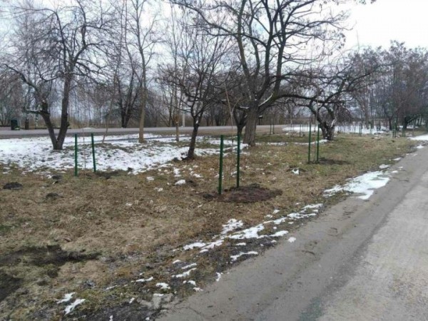 Более 100 Архангельских лип высадили в Бресте