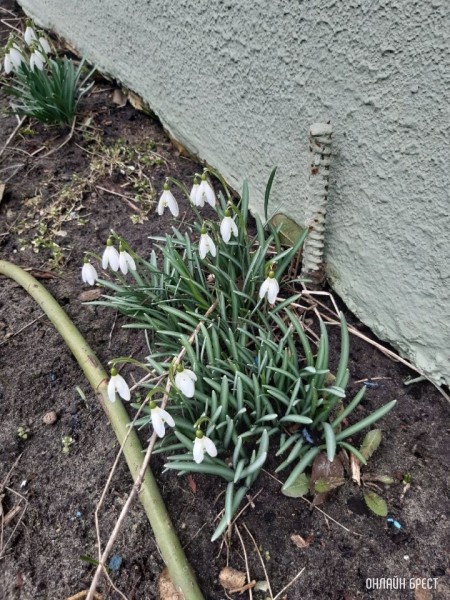 Весна идет. На Брестчине расцвели подснежники
             
                Весна идет. На Брестчине расцвели подснежники