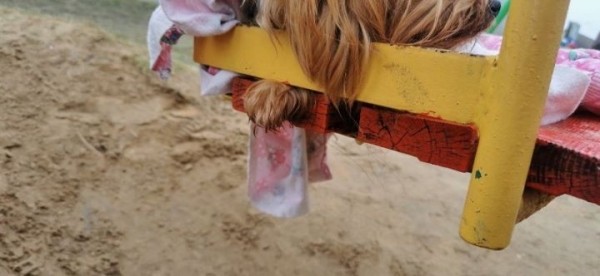 На Брестчине сотрудники МЧС спасли собаку На Брестчине сотрудники МЧС спасли собаку