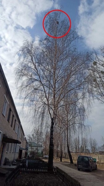 В Барановичах сотрудники МЧС спасли кошку, просидевшую несколько дней на дереве