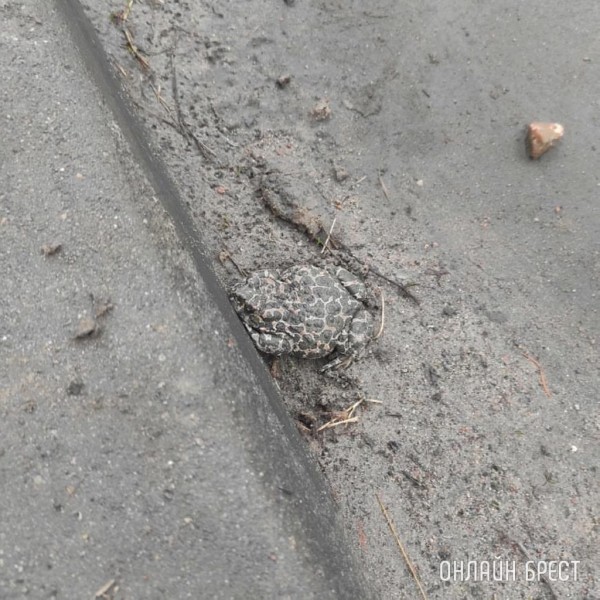 Кто это? Фото сделано сегодня в Бресте
Кто это? Фото сделано сегодня в Бресте