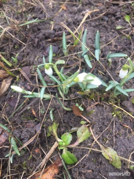 Весна идет. На Брестчине расцвели подснежники
             
                Весна идет. На Брестчине расцвели подснежники