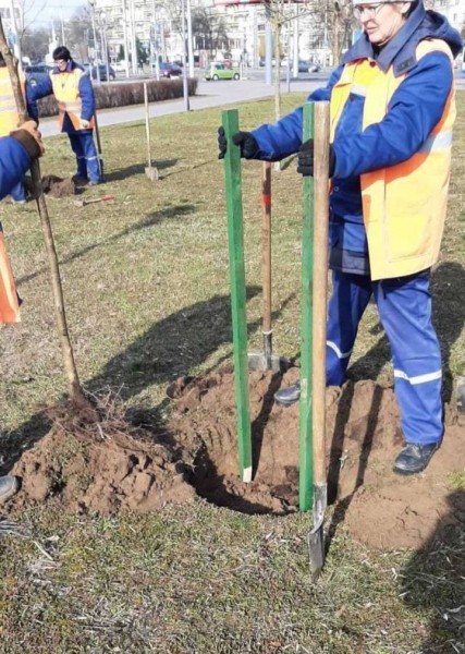 В Бресте продолжается работа по озеленению города