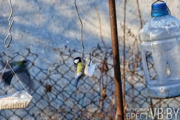 В «родовом гнезде» брестчанок собрался целый заповедник птиц