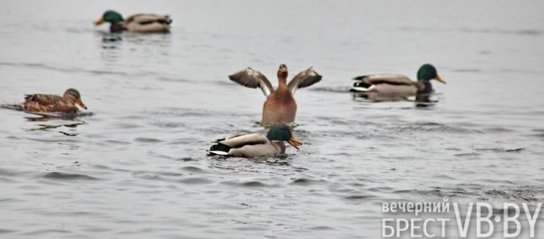 А это точно декабрь перед Новым годом? Набережная Бреста украшена весенними красками А это точно декабрь перед Новым годом? Набережная Бреста украшена весенними красками