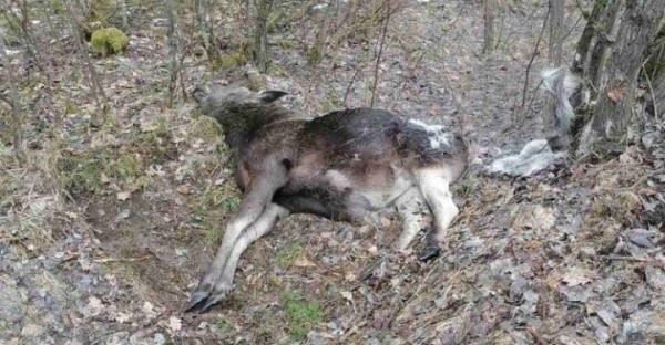 В Барановичском районе легковушка столкнулась с лосем и вылетела в кювет В Барановичском районе легковушка столкнулась с лосем и вылетела в кювет