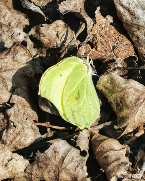 
                Весна пришла! Фото сделаны в Бресте
            