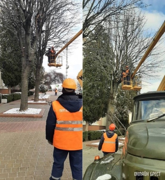В Бресте в текущем году планируют высадить 5500 молодых деревьев В Бресте в текущем году планируют высадить 5500 молодых деревьев
