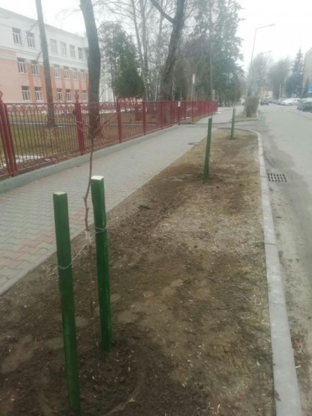 Более 100 Архангельских лип высадили в Бресте