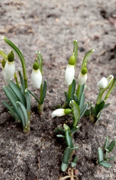 Весна идет. На Брестчине расцвели подснежники
             
                Весна идет. На Брестчине расцвели подснежники