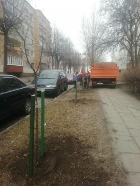 Более 100 Архангельских лип высадили в Бресте