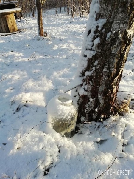
                Вот так собираем сок. Брестский район, д. Чернавчицы
            