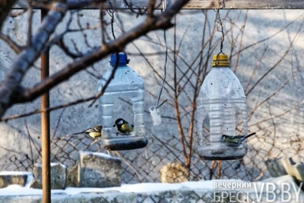 В «родовом гнезде» брестчанок собрался целый заповедник птиц