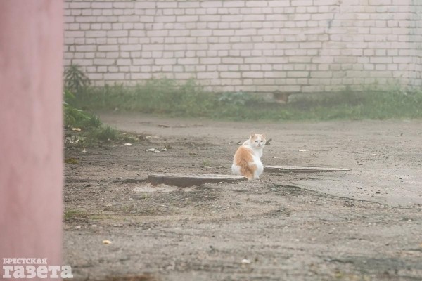 «Сколько чудес за туманами кроется»: Фоторепортаж с центра Бреста, который воскресным утром охранял «седой сторож»
