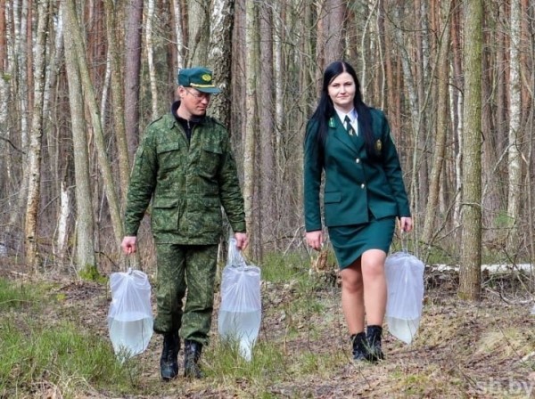 Сезон заготовки березового сока на Брестчине завершен. Каковы итоги?
