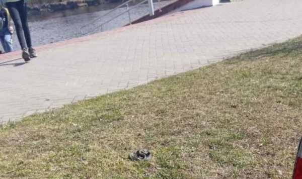 В Пинске и Бресте по улицам ползали змеи. Что это было?