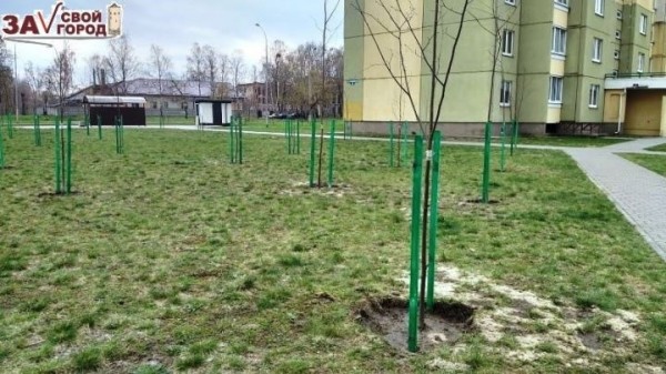 По результатам коллективного обращения высажены десятки деревьев в микрорайоне Южный в Бресте По результатам коллективного обращения высажены десятки деревьев в микрорайоне Южный в Бресте
