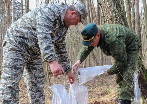 Сезон заготовки березового сока на Брестчине завершен. Каковы итоги?
