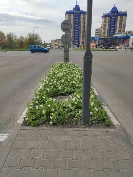 Бегонии, петунии, бархатцы и пеларгонии. Брест украсят более 500 тысяч цветов Бегонии, петунии, бархатцы и пеларгонии. Брест украсят более 500 тысяч цветов