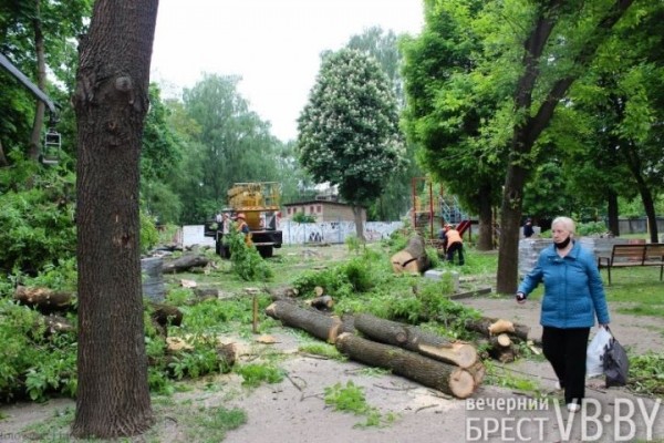 В Бресте у перекрестка Машерова – Шевченко срезали деревья В Бресте у перекрестка Машерова – Шевченко срезали деревья