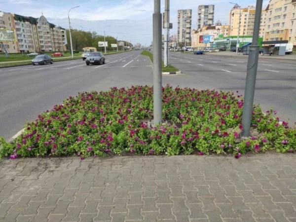 Бегонии, петунии, бархатцы и пеларгонии. Брест украсят более 500 тысяч цветов Бегонии, петунии, бархатцы и пеларгонии. Брест украсят более 500 тысяч цветов