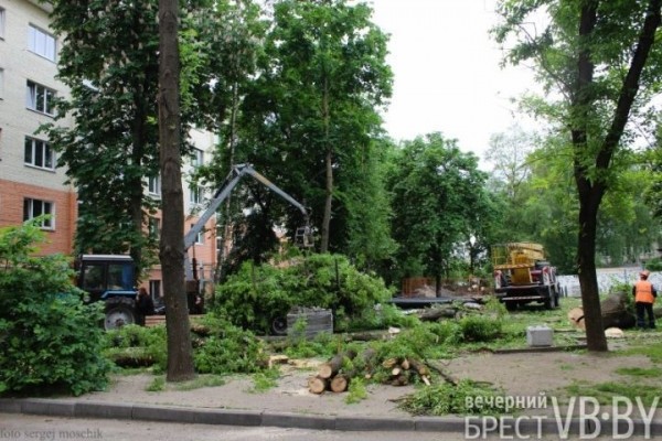 В Бресте у перекрестка Машерова – Шевченко срезали деревья В Бресте у перекрестка Машерова – Шевченко срезали деревья