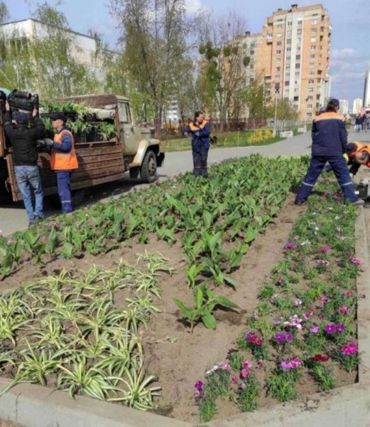 Бегонии, петунии, бархатцы и пеларгонии. Брест украсят более 500 тысяч цветов Бегонии, петунии, бархатцы и пеларгонии. Брест украсят более 500 тысяч цветов
