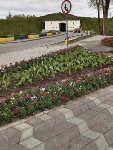 Бегонии, петунии, бархатцы и пеларгонии. Брест украсят более 500 тысяч цветов Бегонии, петунии, бархатцы и пеларгонии. Брест украсят более 500 тысяч цветов