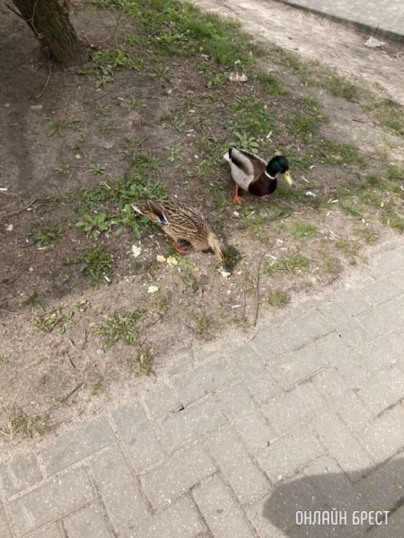 Как ни в чем не бывало утки гуляют по Бресту
Как ни в чем не бывало утки гуляют по Бресту