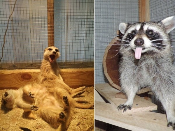 Это больше, чем контактный зоопарк! В Брест приезжает развлекательная интерактивная выставка животных «Ребятам о зверятах»