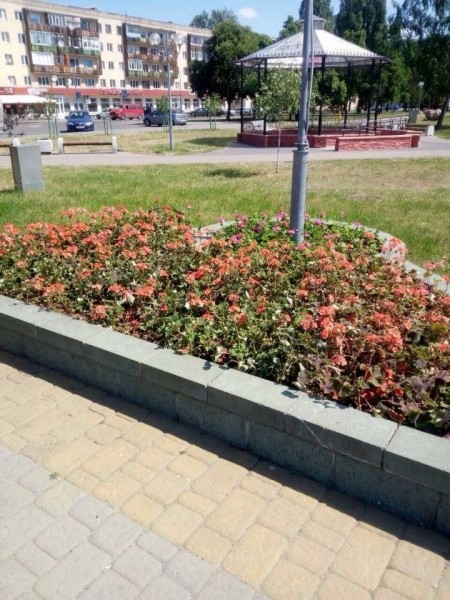 В Бресте летом высадят 365 тысяч цветов