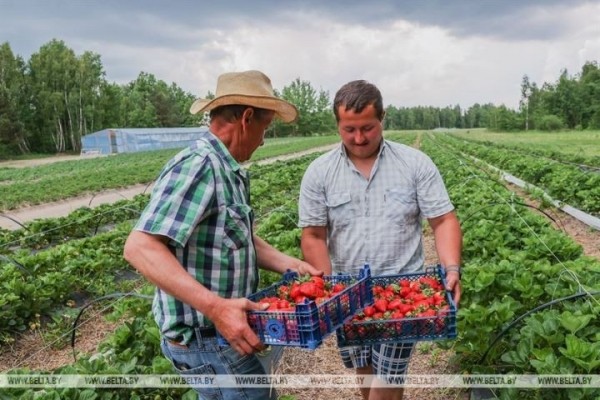 Клубничный сезон начался в Брестской области. Фоторепортаж