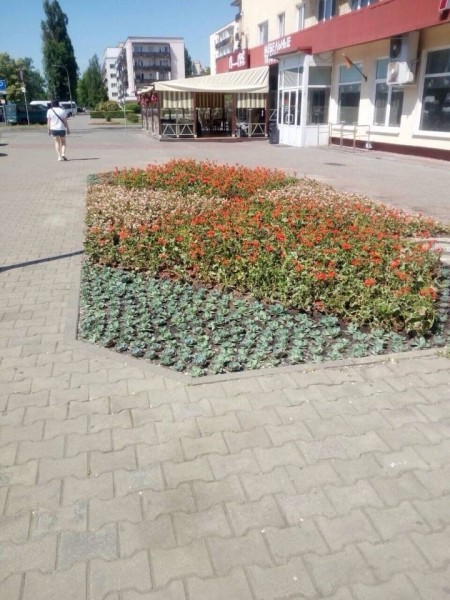 В Бресте летом высадят 365 тысяч цветов