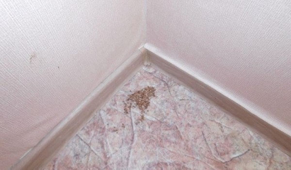 В Могилевской области отчим ставил трехлетнюю девочку на гречку, связывал руки стяжками и бил за плохое поведение