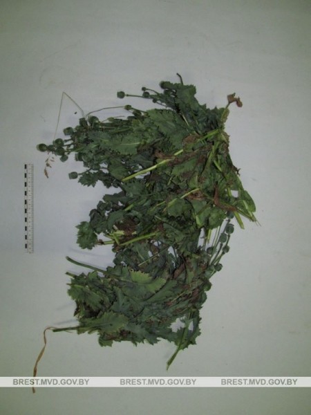 Когда ночное «дело» заканчивается неудачно. Случай в Брестской области