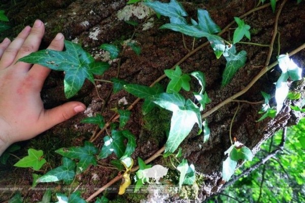 Участок леса, увитый реликтовым плющом, обнаружили в Брестской области Участок леса, увитый реликтовым плющом, обнаружили в Брестской области