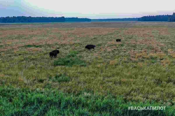 Беловежская пуща с высоты
Беловежская пуща с высоты