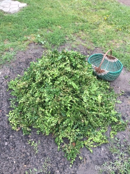 Нужна помощь! Чем можно истребить гусеницу «Огневку»? Съедает самшит на глазах
             
                Нужна помощь! Чем можно истребить гусеницу «Огневку»? Съедает самшит на глазах