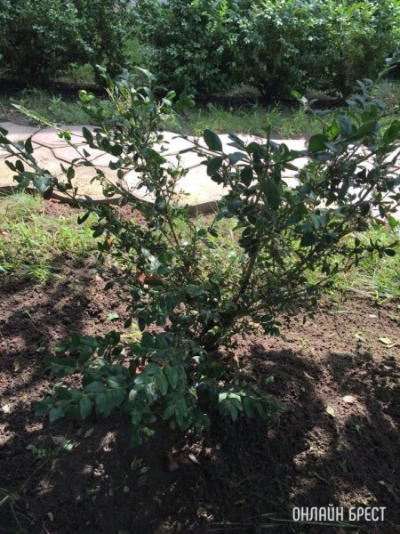 Нужна помощь! Чем можно истребить гусеницу «Огневку»? Съедает самшит на глазах
             
                Нужна помощь! Чем можно истребить гусеницу «Огневку»? Съедает самшит на глазах