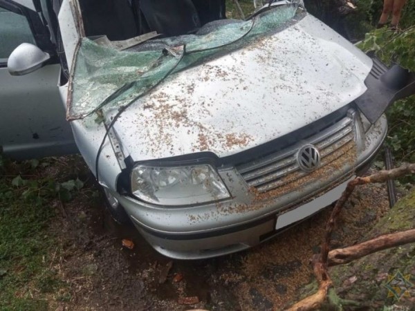 В Брестской области на двигавшийся автомобиль рухнуло дерево В Брестской области на двигавшийся автомобиль рухнуло дерево