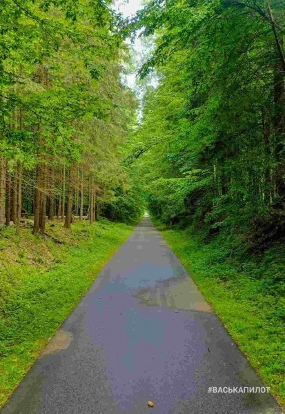 Беловежская пуща с высоты
Беловежская пуща с высоты