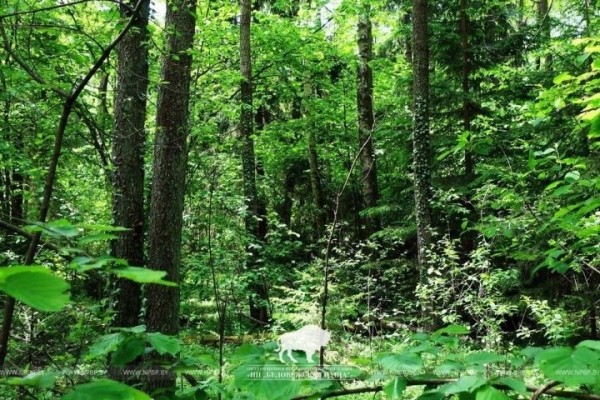 Участок леса, увитый реликтовым плющом, обнаружили в Брестской области Участок леса, увитый реликтовым плющом, обнаружили в Брестской области