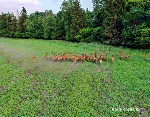 Беловежская пуща с высоты
Беловежская пуща с высоты